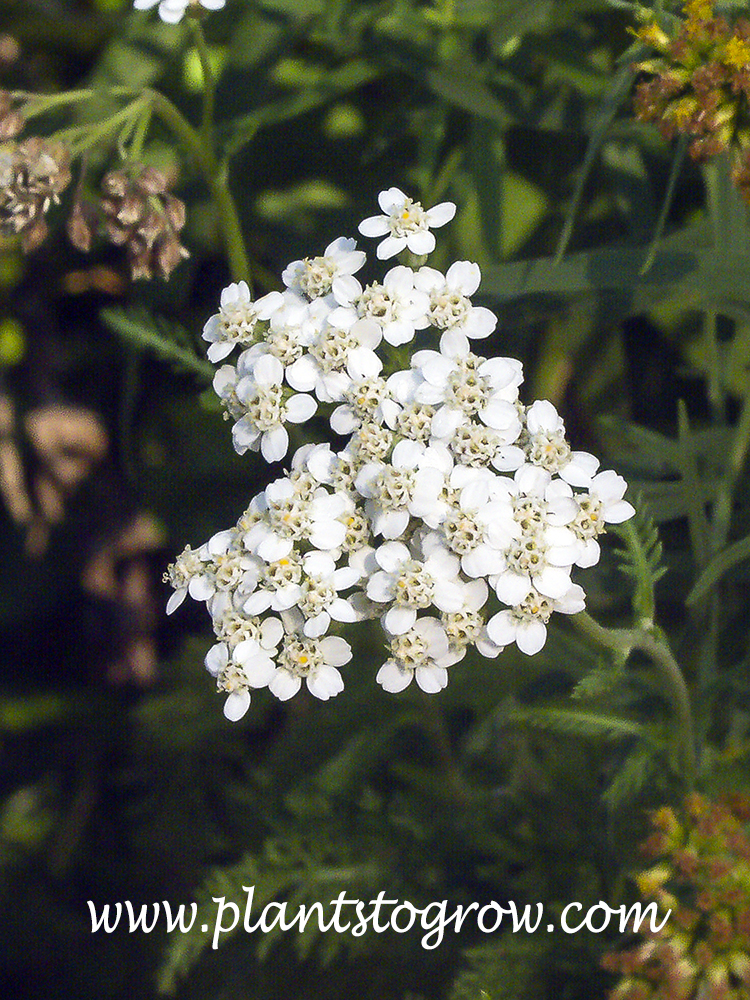 Common Yarrow (Achillea millefolium)  
The rounded flat-topped inflorescence.